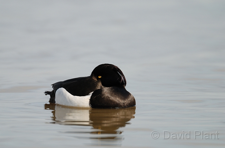 Tufted duck - C.jpg - Tufted duck - Slimbridge